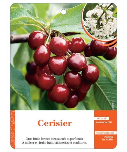 CERISIER (SANS NOM)