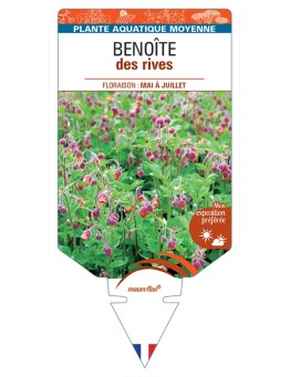 GEUM rivale voir Benoîte des rives