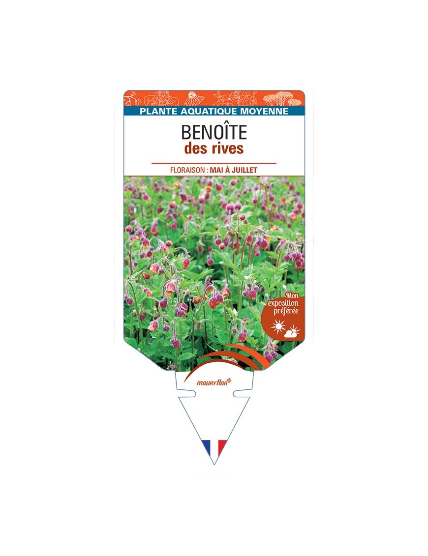 GEUM rivale voir Benoîte des rives