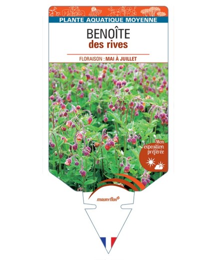 GEUM rivale voir Benoîte des rives