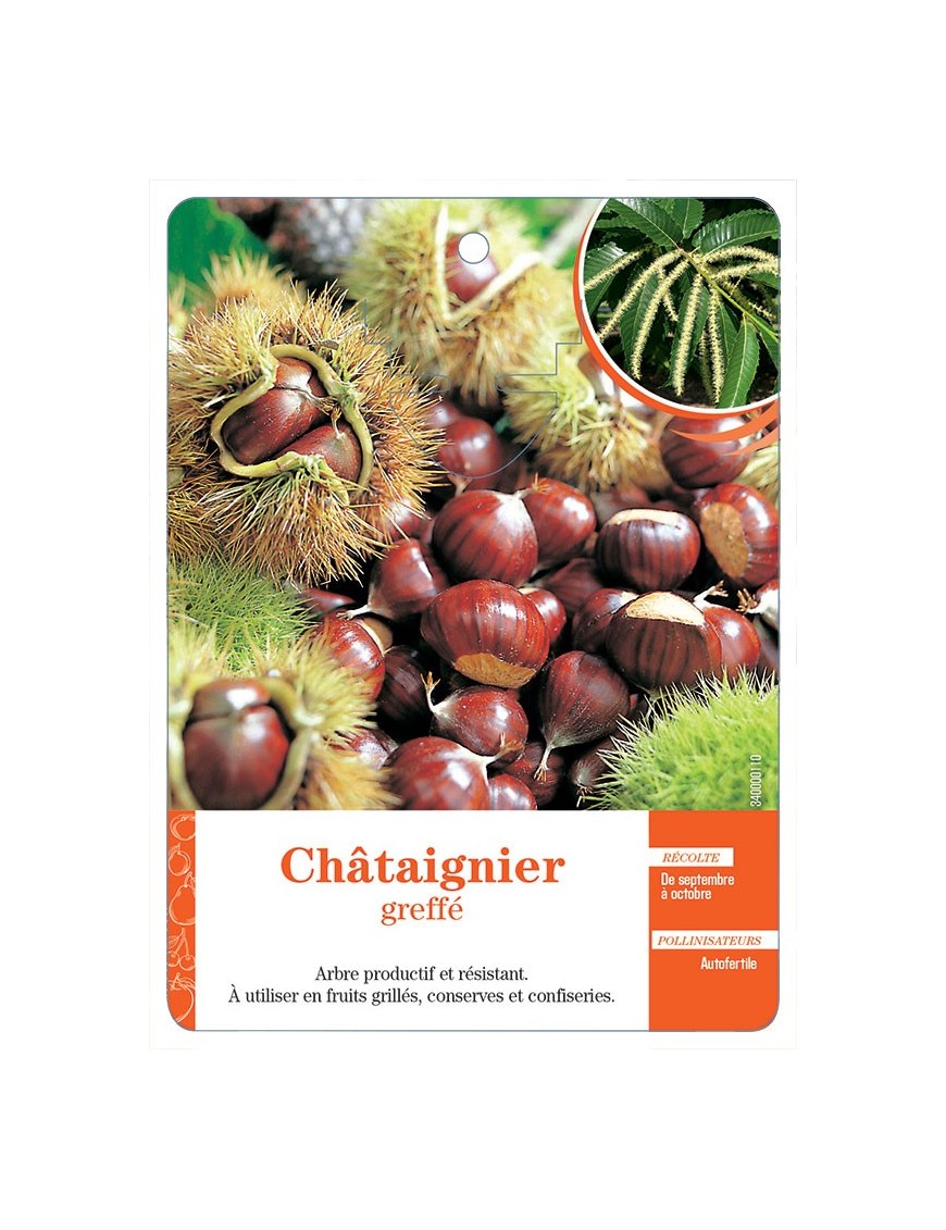CHÂTAIGNIER GREFFÉ