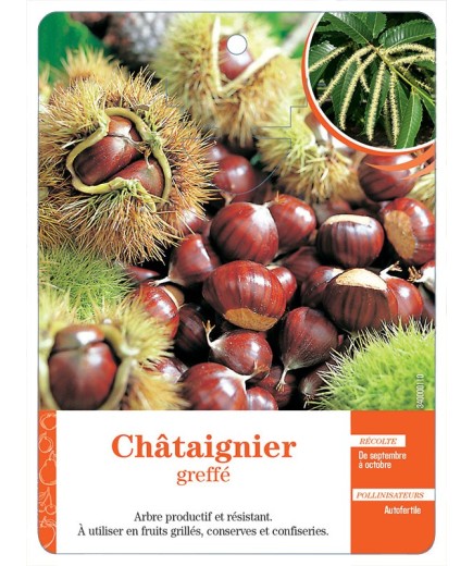 CHÂTAIGNIER GREFFÉ