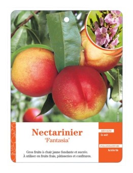 NECTARINIER ‘FANTASIA’