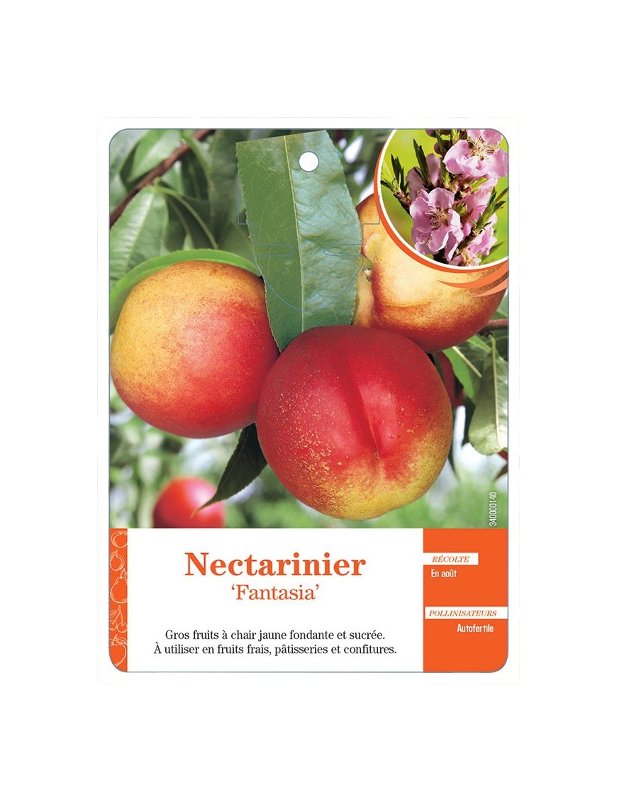 NECTARINIER ‘FANTASIA’
