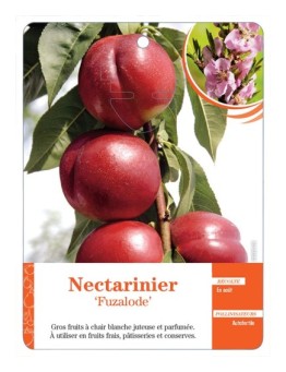 NECTARINIER ‘FUZALODE’ *