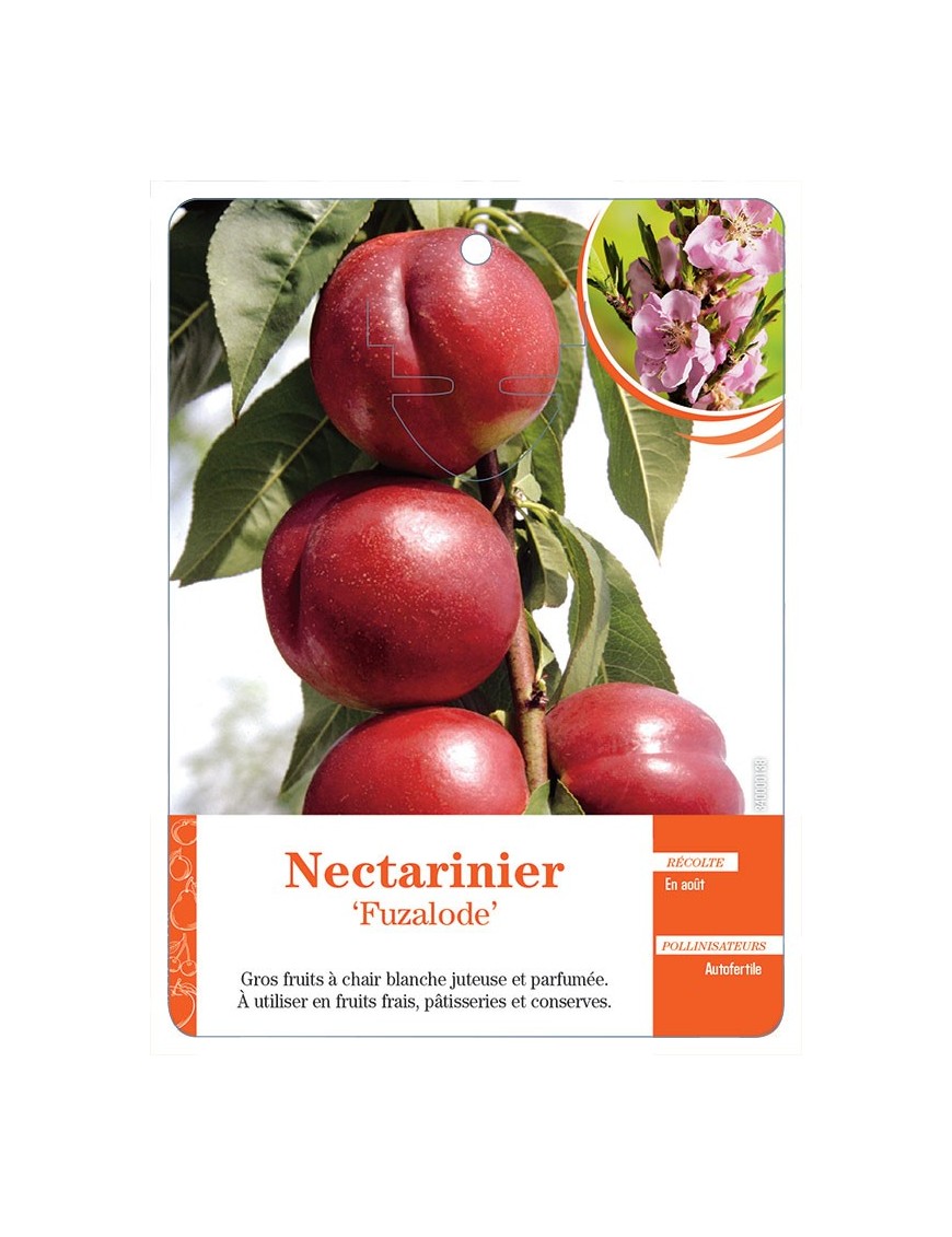 NECTARINIER ‘FUZALODE’ *