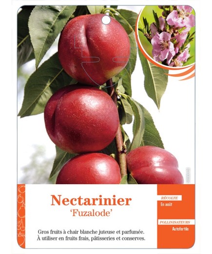 NECTARINIER ‘FUZALODE’ *