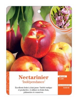 NECTARINIER ‘INDÉPENDANCE’ *