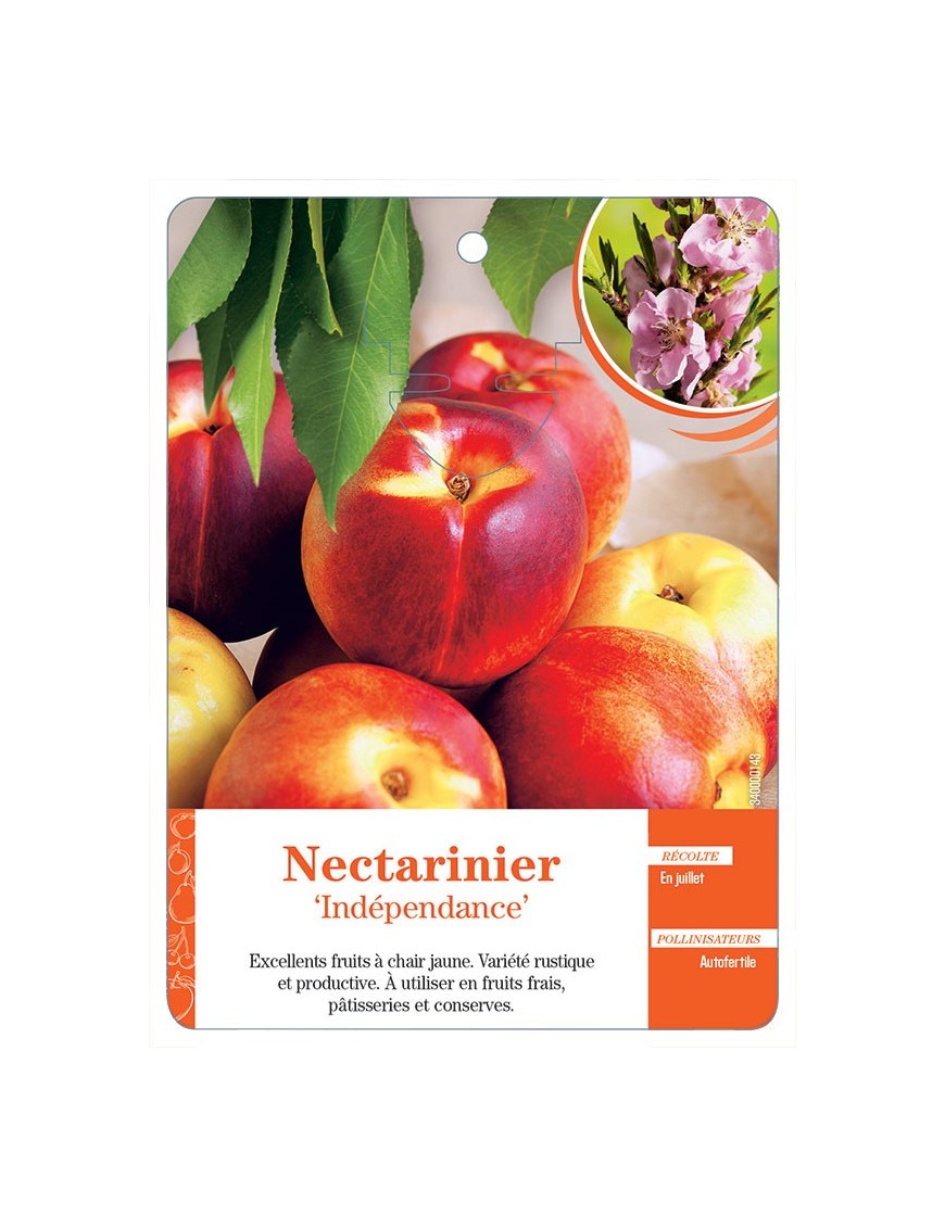 NECTARINIER ‘INDÉPENDANCE’ *