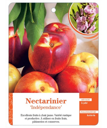 NECTARINIER ‘INDÉPENDANCE’ *