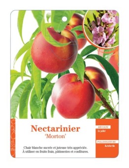 NECTARINIER ‘MORTON’