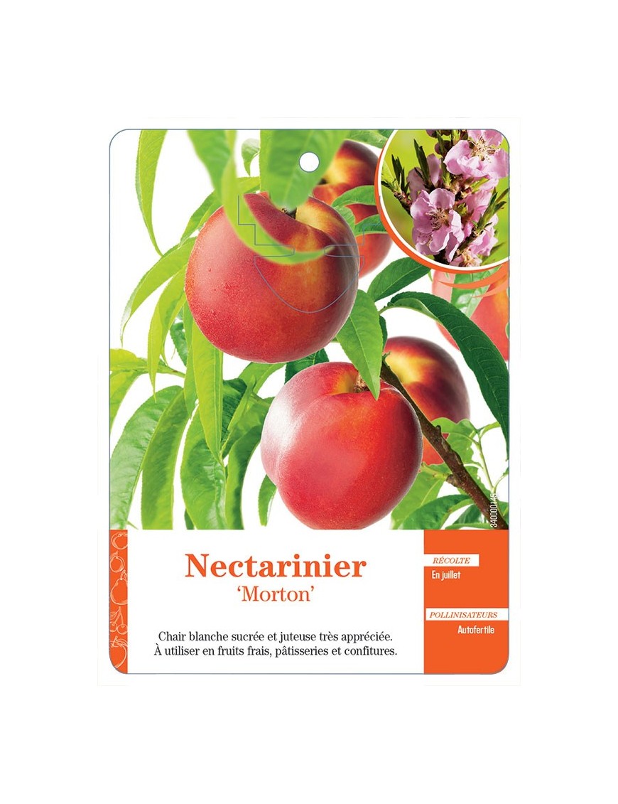 NECTARINIER ‘MORTON’