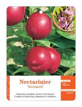 NECTARINIER ‘NECTARED’