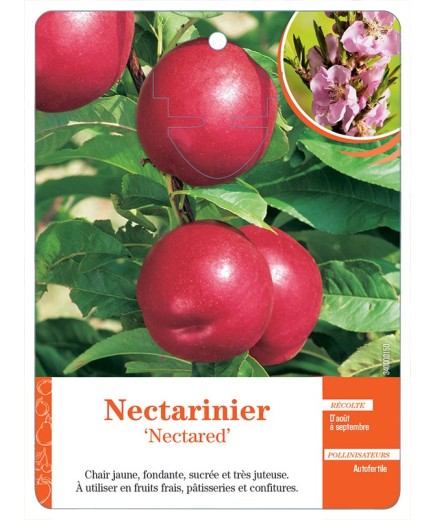 NECTARINIER ‘NECTARED’