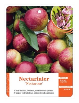 NECTARINIER ‘NECTAROSE’