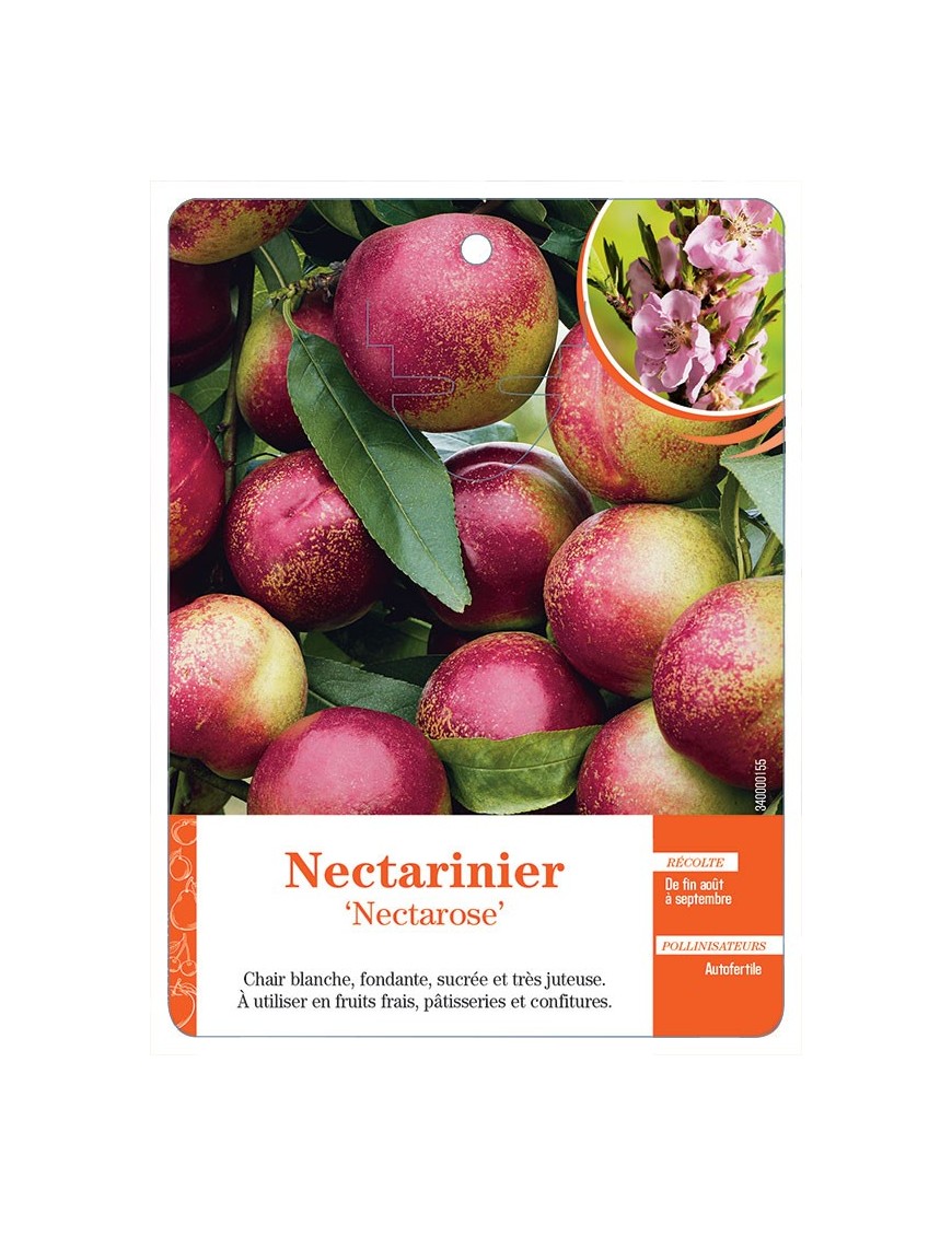 NECTARINIER ‘NECTAROSE’