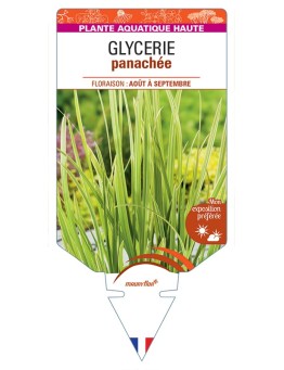 GLYCERIA maxima Variegata voir Glycérie panachée