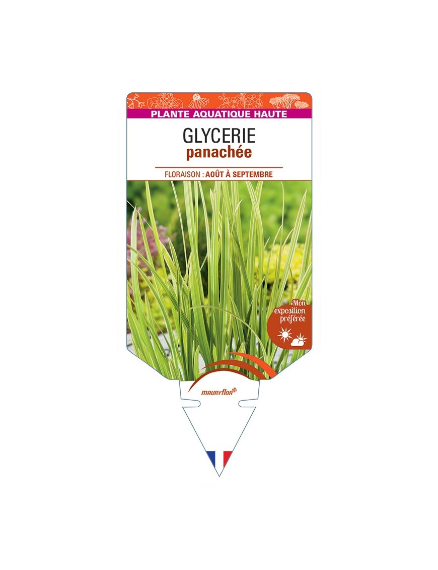 GLYCERIA maxima Variegata voir Glycérie panachée