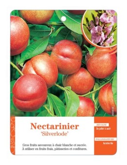 NECTARINIER ‘SILVERLODE’