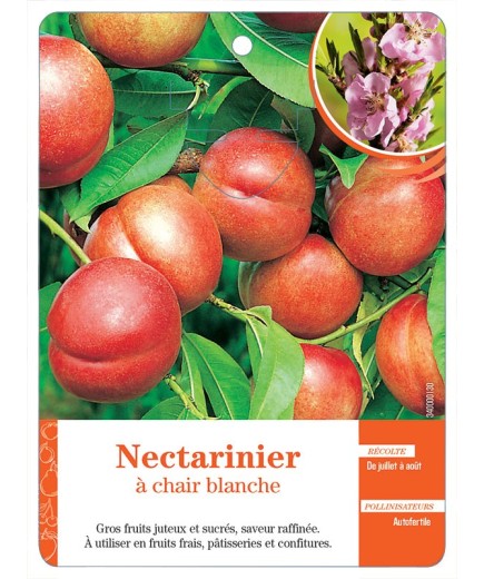 NECTARINIER À CHAIR BLANCHE