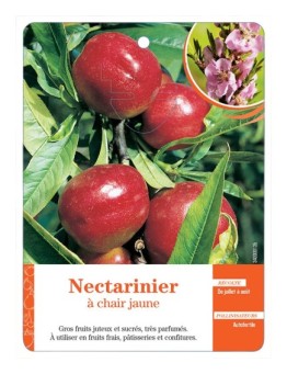 NECTARINIER À CHAIR JAUNE