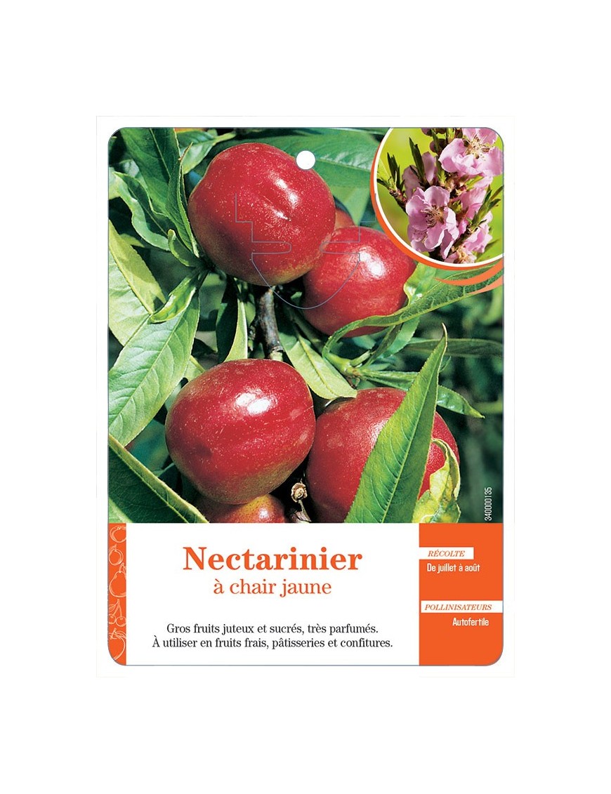 NECTARINIER À CHAIR JAUNE