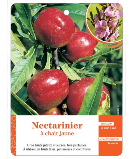 NECTARINIER À CHAIR JAUNE