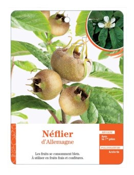 NÉFLIER D’ALLEMAGNE *