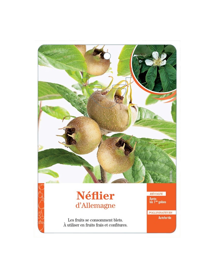 NÉFLIER D’ALLEMAGNE *