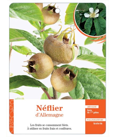 NÉFLIER D’ALLEMAGNE *