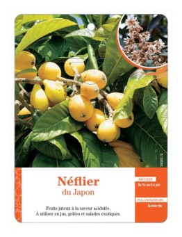 NÉFLIER DU JAPON *