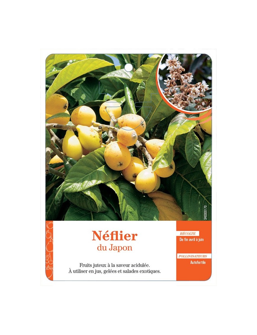 NÉFLIER DU JAPON *