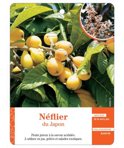 NÉFLIER DU JAPON *
