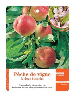 PÊCHE DE VIGNE À CHAIR BLANCHE