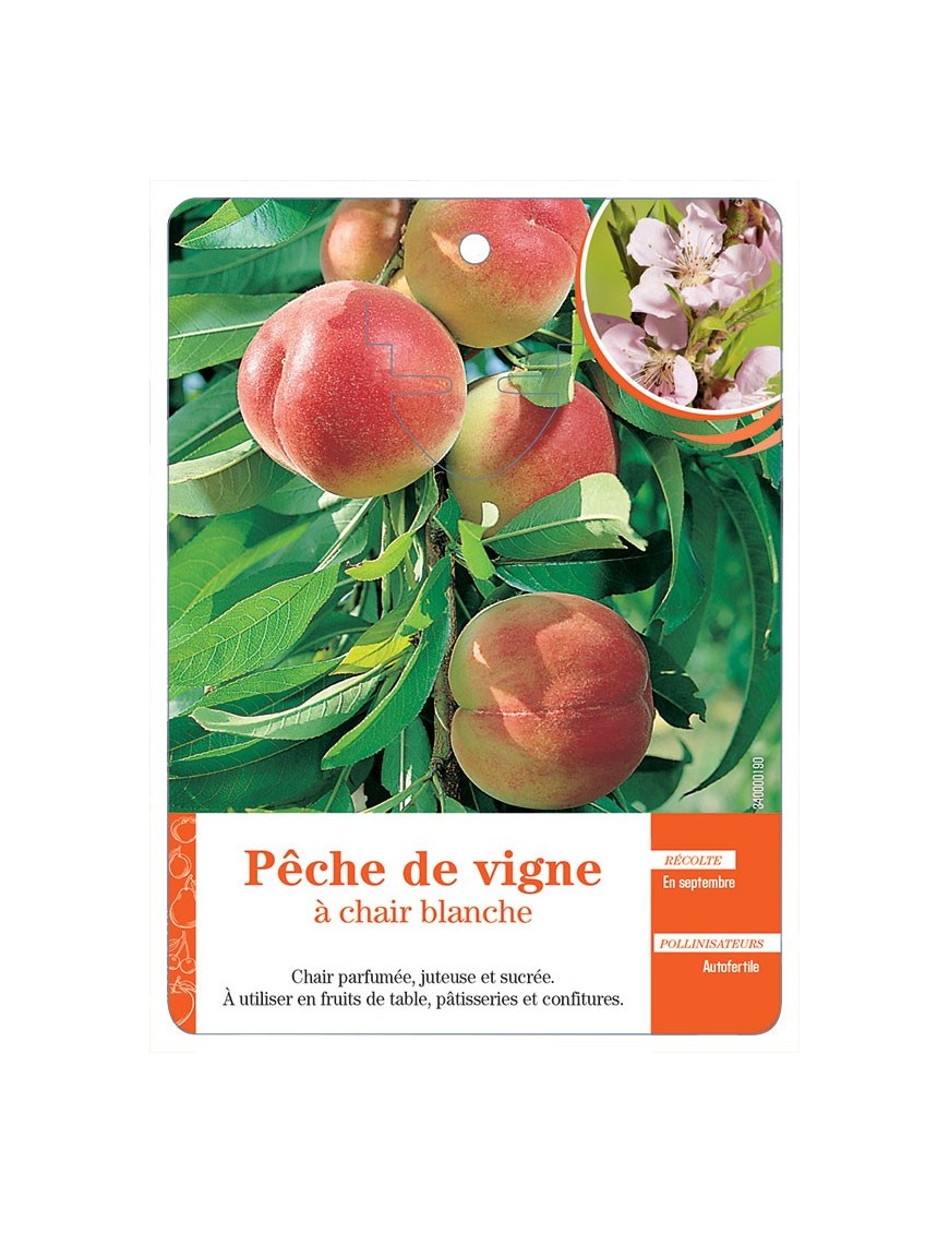PÊCHE DE VIGNE À CHAIR BLANCHE