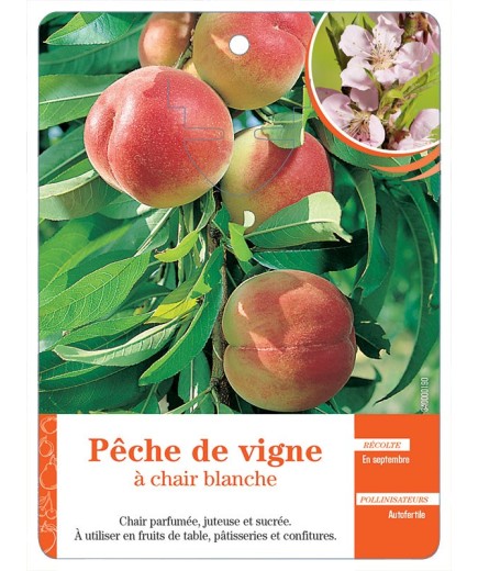 PÊCHE DE VIGNE À CHAIR BLANCHE