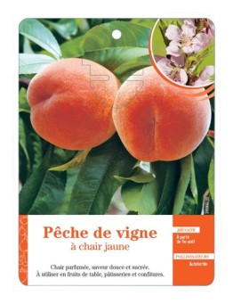 PÊCHE DE VIGNE À CHAIR JAUNE