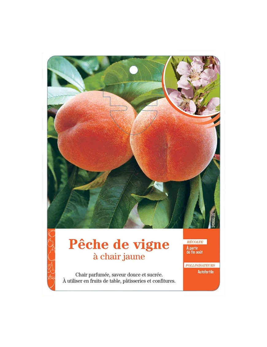 PÊCHE DE VIGNE À CHAIR JAUNE