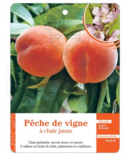 PÊCHE DE VIGNE À CHAIR JAUNE