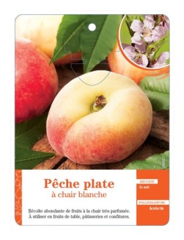 PÊCHE PLATE À CHAIR BLANCHE