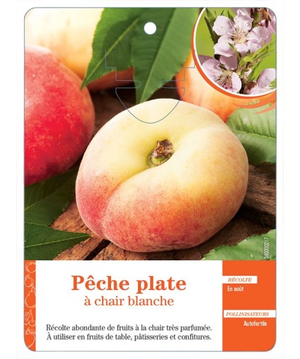 PÊCHE PLATE À CHAIR BLANCHE