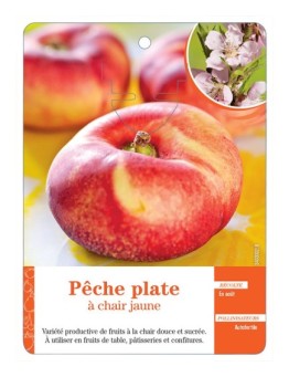 PÊCHE PLATE À CHAIR JAUNE