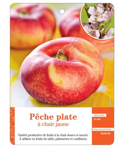 PÊCHE PLATE À CHAIR JAUNE