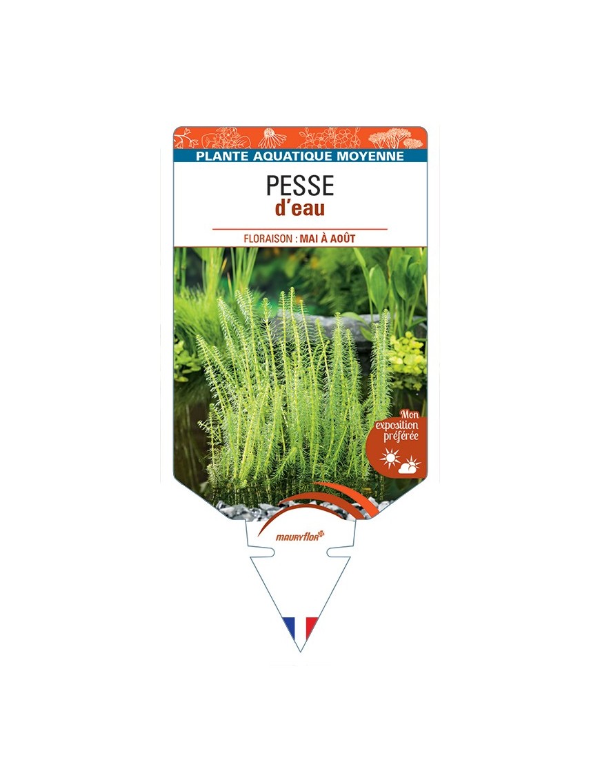 HIPPURIS vulgaris voir Pesse d’eau