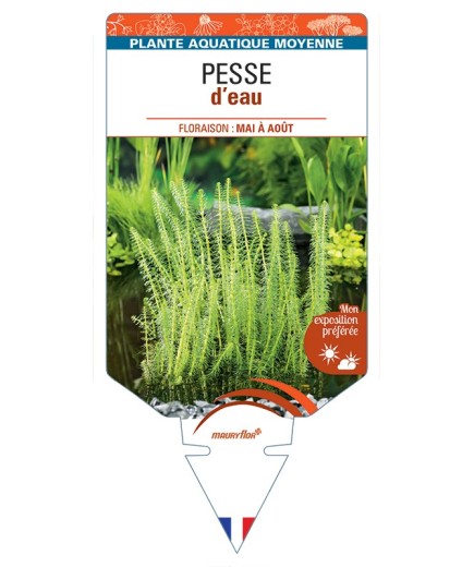 HIPPURIS vulgaris voir Pesse d’eau