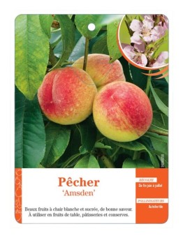 PÊCHER ‘AMSDEN’