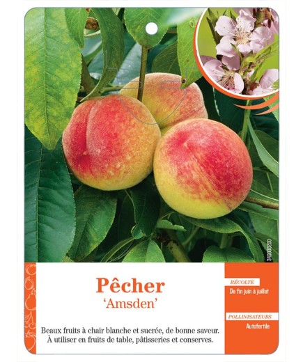PÊCHER ‘AMSDEN’