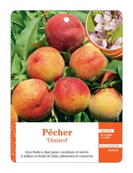 PÊCHER ‘DIXIRED’