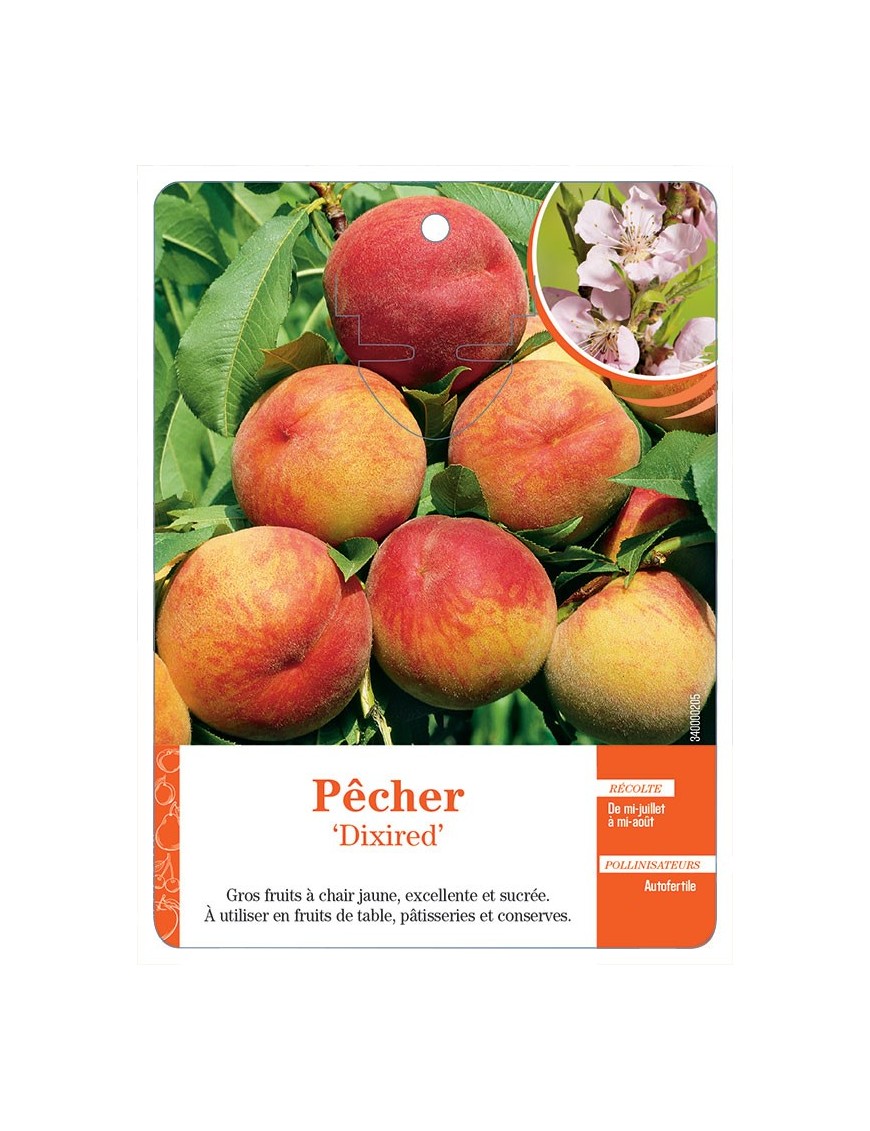 PÊCHER ‘DIXIRED’