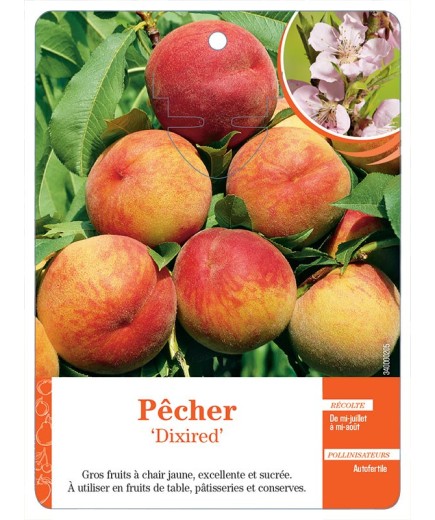 PÊCHER ‘DIXIRED’